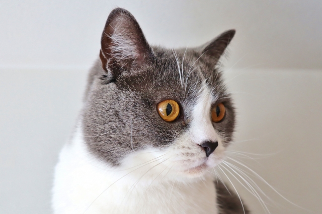 【まず知っておきたい】猫が来客でストレスを感じる理由
