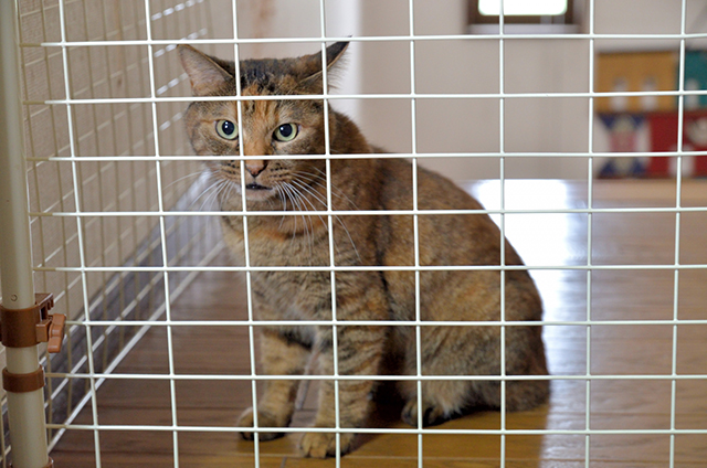 猫の誤飲を防ぐためにできる予防対策