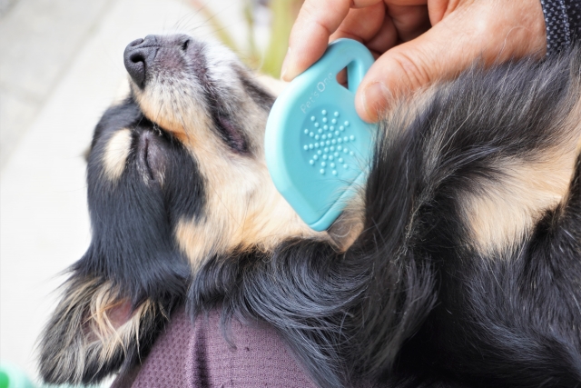 秋の換毛期にしたい愛犬のお手入れ