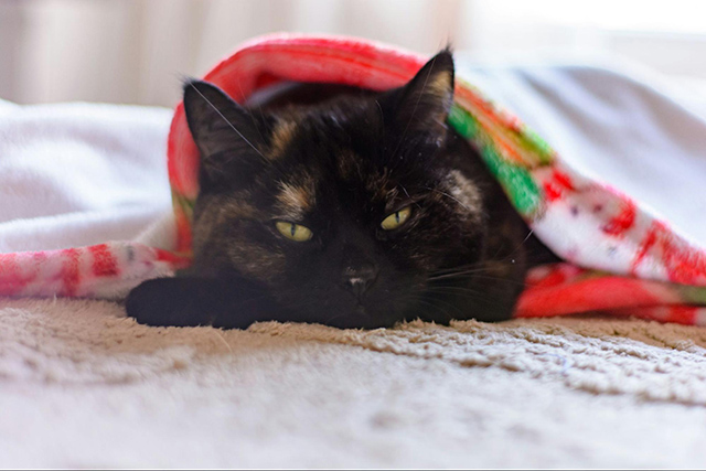 猫の寒さ対策に関するよくある質問