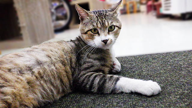 猫の玄関脱走防止でまず行いたい3つの対策