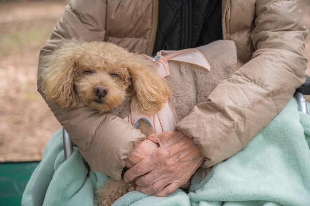 まとめ｜犬を飼えなくなったときは早めの相談が重要