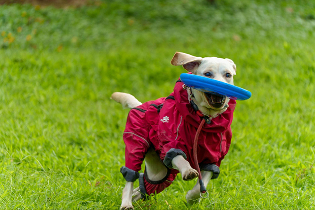 雨の日でも散歩が楽しくなるおすすめ散歩場所と工夫