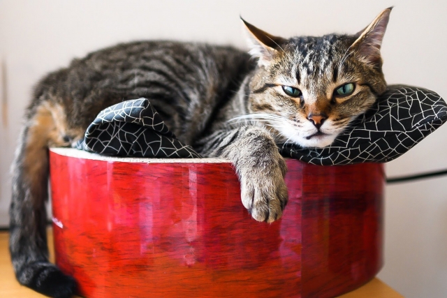 猫の外飼いに関するよくある質問(FAQ)