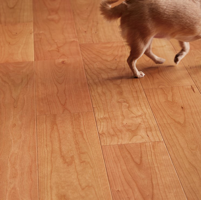 Live Natural スマートレイヤー for Dog|朝日ウッドテック