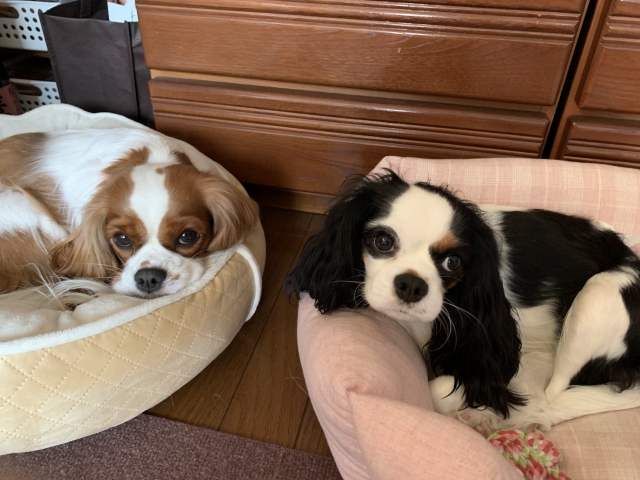 キャバリア・キング・チャールズ・スパニエルの性格から見る向いている家庭