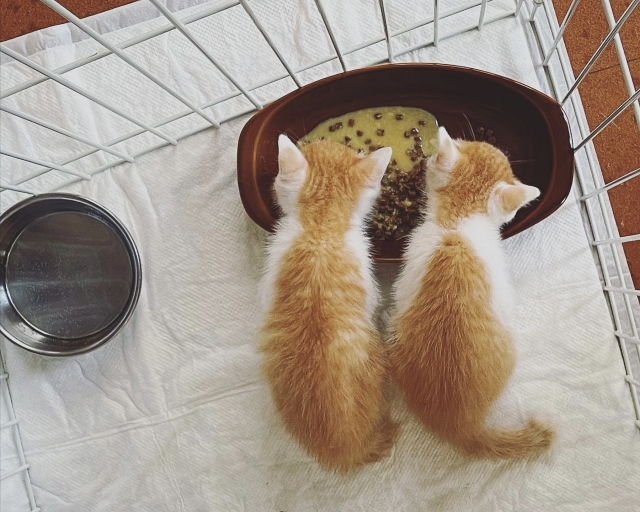 子猫をケージに入れるメリット
