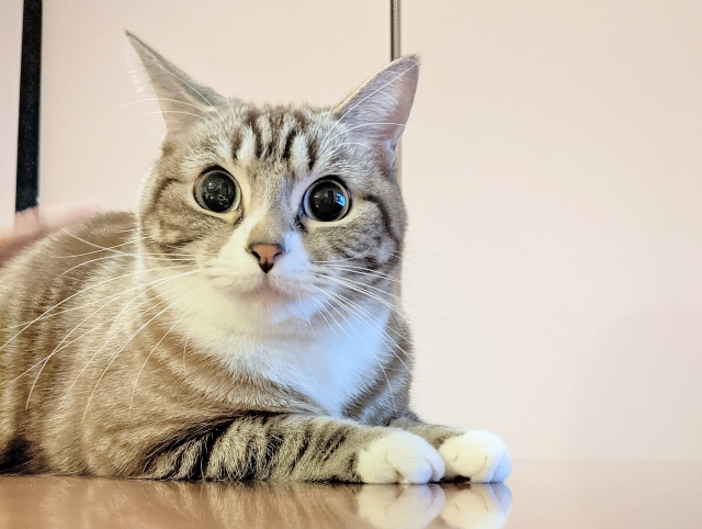 猫の目やにが気になるときに見直したい室内環境