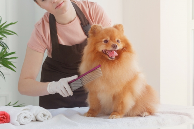 ポメラニアンの毛玉の取り方・安全にカットする方法