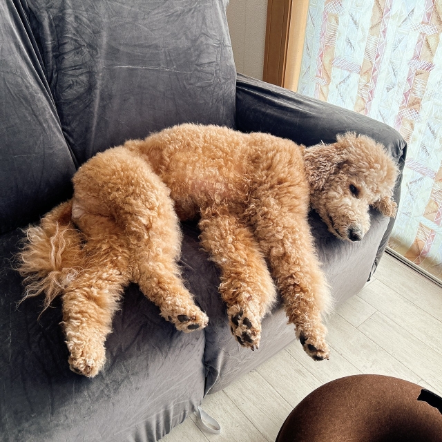 大型ミックス犬のしつけポイント