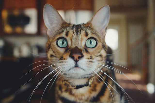 猫との暮らしで光熱費は増える？