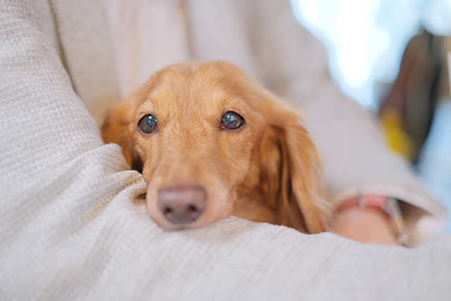 愛犬の免疫力は低下してない？気になるサイン