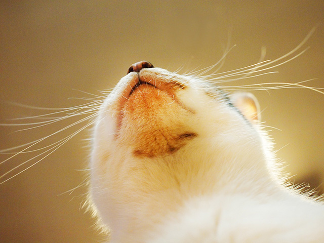 猫のニキビとは?顎にできる黒いブツブツの正体