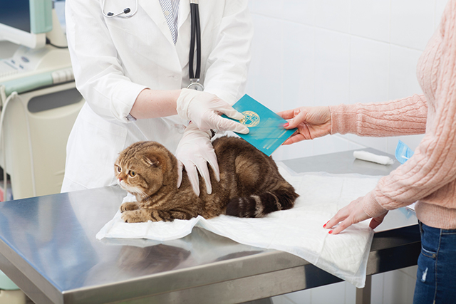 猫の健康診断が必要な理由