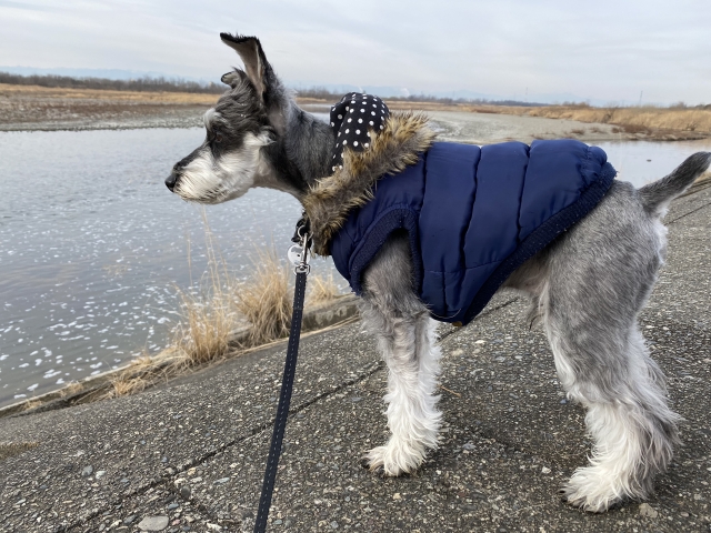 ミニチュア・シュナウザーの散歩は量と質のバランスが大切