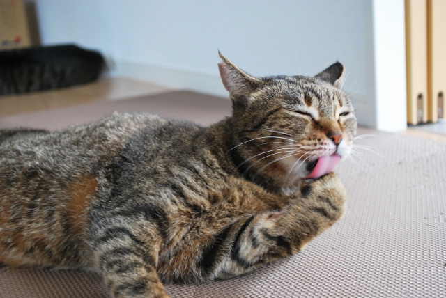 猫の毛づくろいのしすぎ・少なすぎの注意点