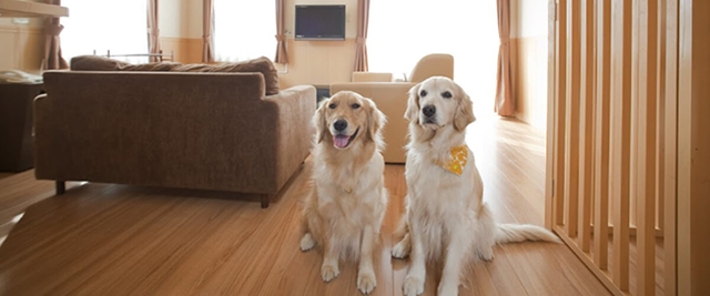 安全面では、玄関先の飛び出し防止ゲートや、脱走しにくい高さのフェンスで囲まれたプライベートドッグランなど、細かな配慮が随所に施されています