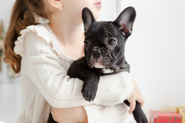 犬の鳴き声を減らすために見直したい生活環境