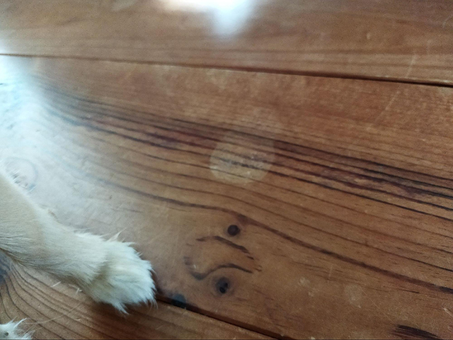 犬のおしっこを放置してしまった際にできたシミ