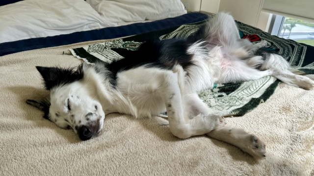 頑丈な大型犬用ベッドを用意して快適な空間を作ろう