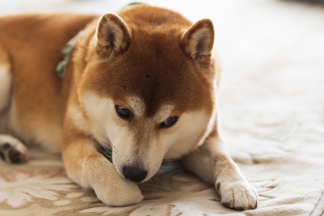 柴犬の異常な抜け毛の見分け方と対策