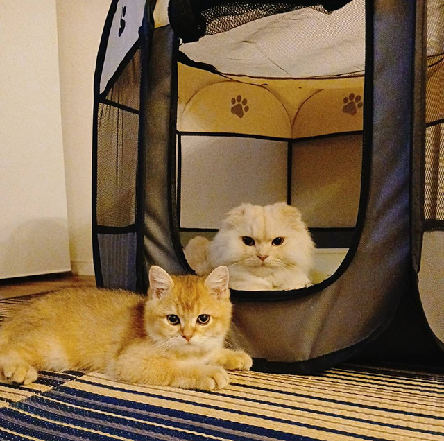 マンションで猫を飼うメリット・デメリットとは?