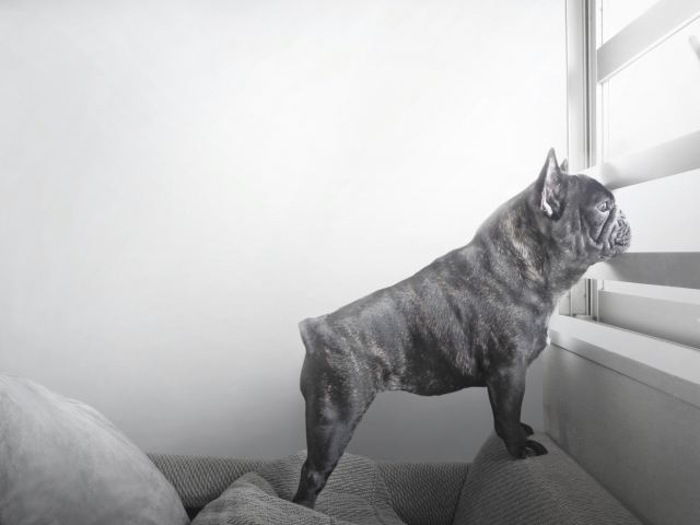 犬の留守番時間は「何時間」だけで判断しない