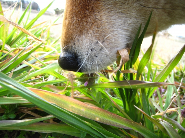 秋の散歩で犬が注意したい虫・寄生虫