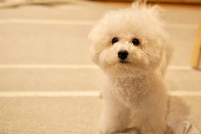 一方のビション・フリーゼは、丸くて愛らしい瞳が特徴的です。