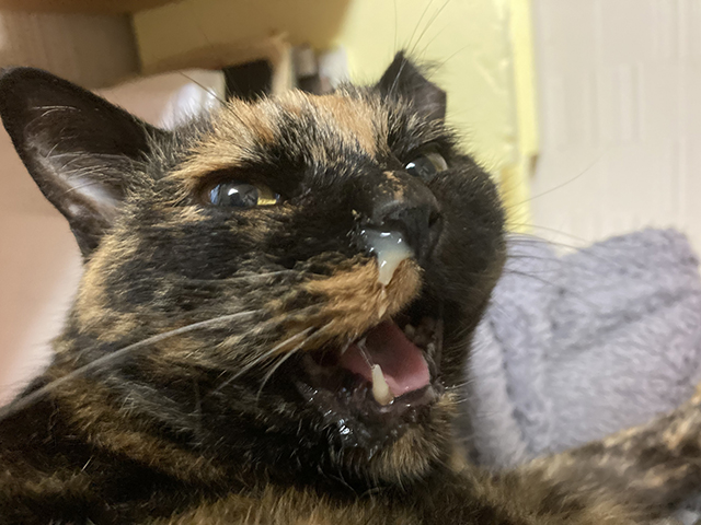 猫の感染症とは?知っておきたい基礎知識と感染リスク