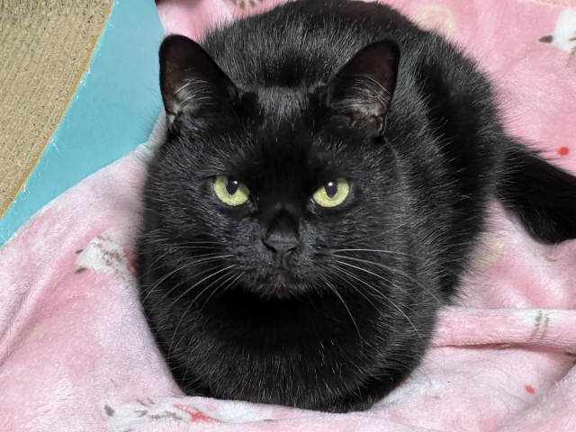 一人暮らしでも猫は飼える？まず確認したい条件