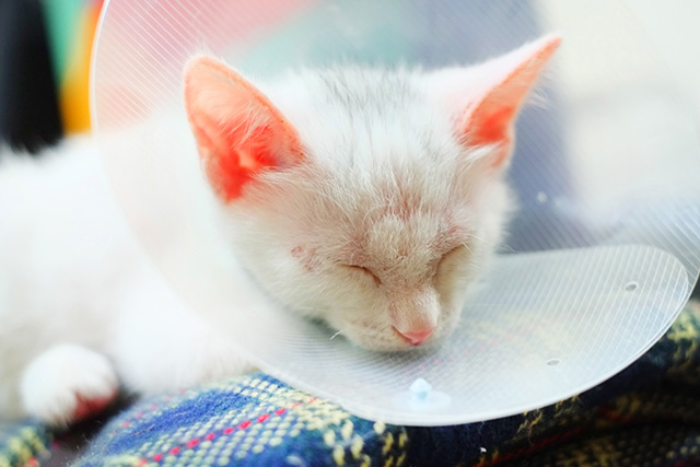 猫のニキビと間違えやすい皮膚病