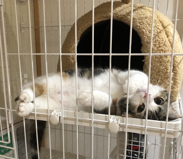 春に猫の食欲が落ちるのはよくあること