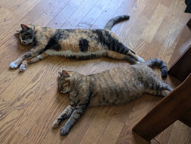 猫にとって快適な湿度とは？