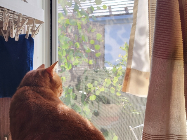 長期入院・退院後・死亡まで見据えた「ペットの将来設計」