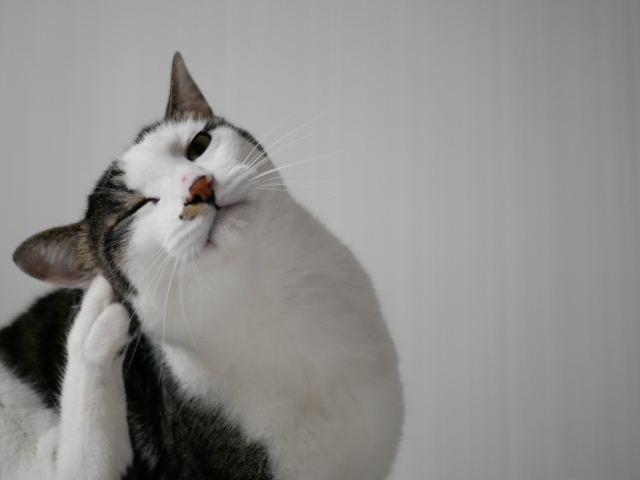 猫のアレルギーの主な原因・症状