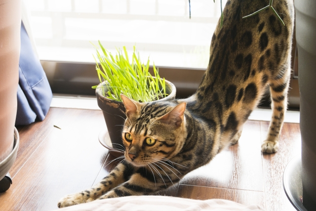 ベンガルはどんな猫？ルーツや身体的な特徴