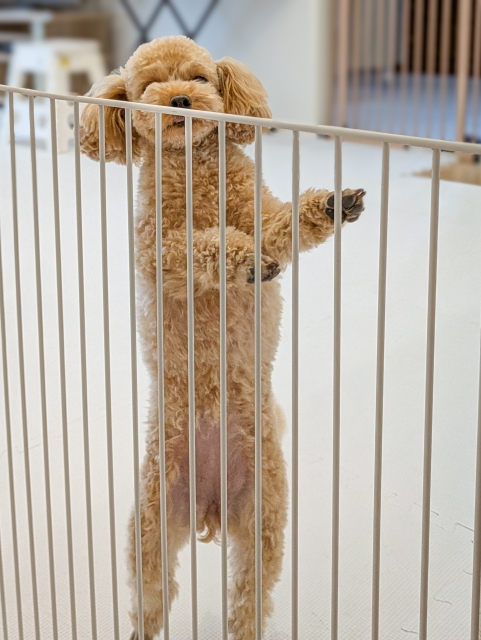 犬用ゲートを設置するときの注意点｜柵だけで安全とは限らない