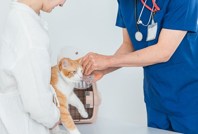 猫が耳をかゆがるときによくある質問