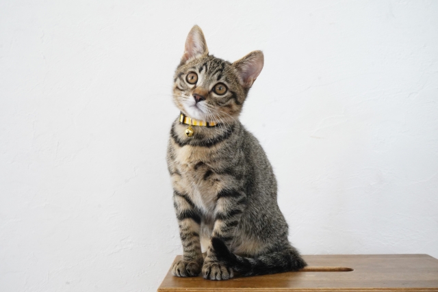 猫1匹で寂しい時のサイン