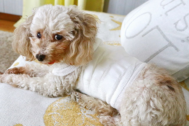 犬の椎間板ヘルニアとは？原因と症状を知っておこう