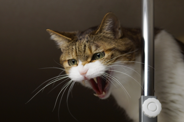 来客時に見せる猫のストレスサイン