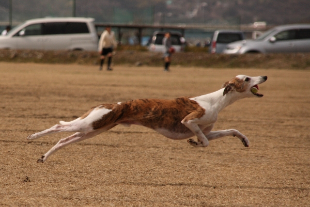 ウィペットってどんな犬？基本情報と特徴