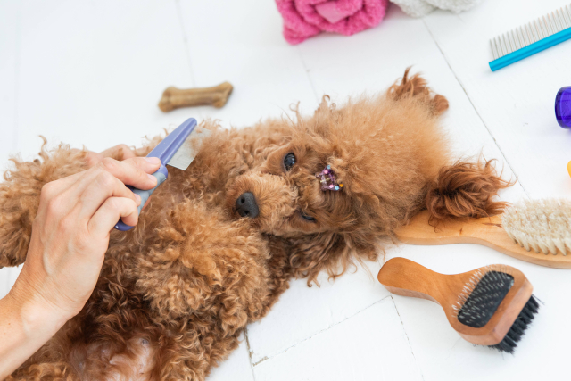 犬の毛玉の取り方・予防に関するよくある質問（FAQ）
