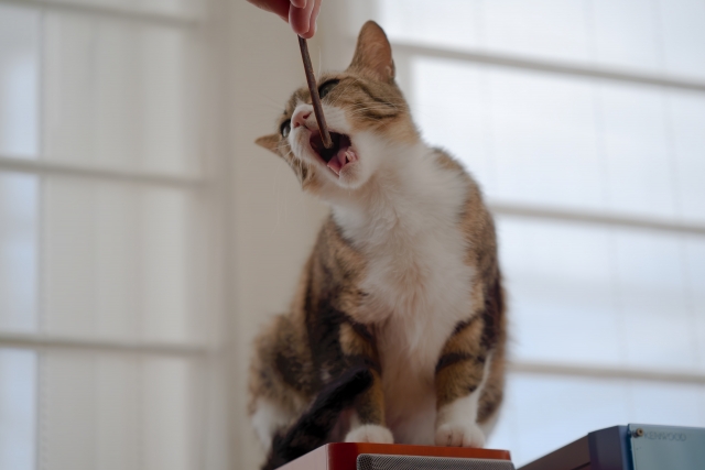 おすすめの歯磨きグッズ・お口ケアグッズ5選