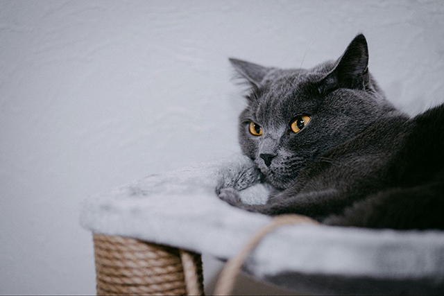 ロシアンブルーの性格に合わせた飼い方のコツ