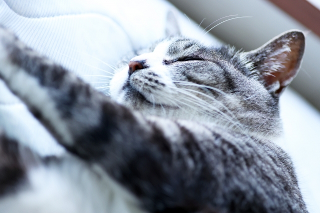 猫の暑さ対策にひんやりマットを導入するメリット