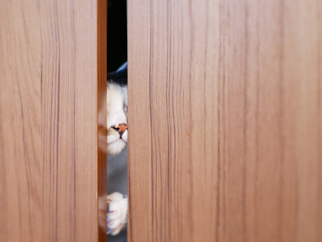 猫の玄関脱走防止アイテムを比較