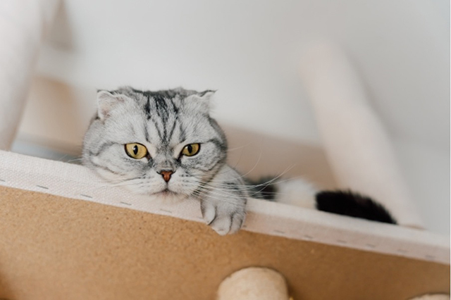 猫1匹におすすめの突っ張り式キャットタワー5選