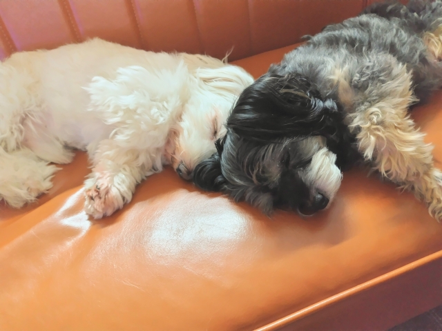 犬の多頭飼いは相性を見極めることが大切